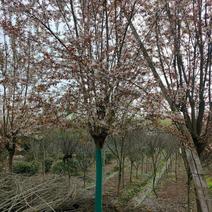 8公分红叶李李子树园林绿化风景树色彩艳丽耐高温