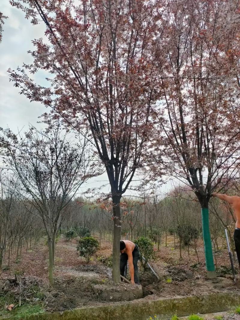 8公分红叶李李子树园林绿化风景树色彩艳丽耐高温
