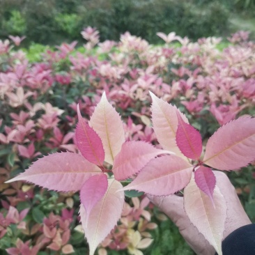 新品，珍珠彩叶桂，五彩桂，盆栽彩叶桂，