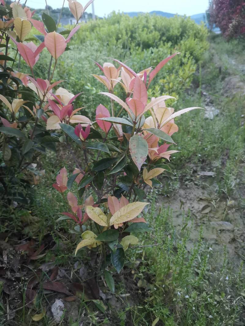 新品，珍珠彩叶桂，五彩桂，盆栽彩叶桂，