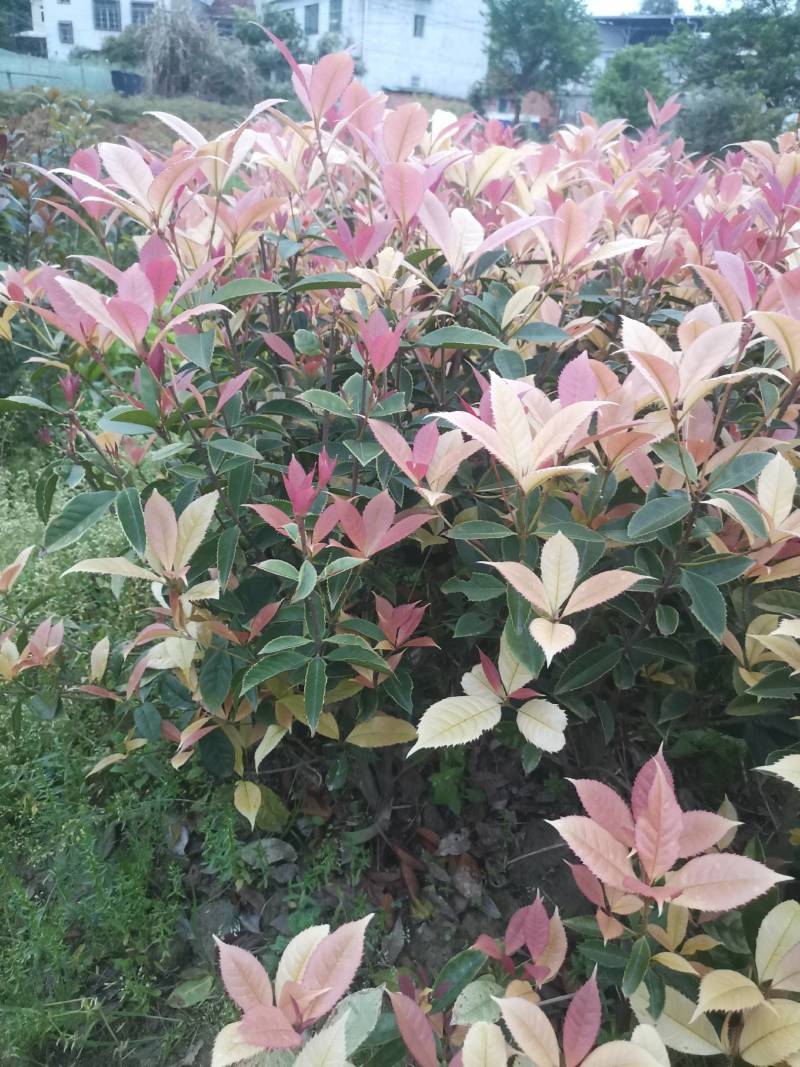 新品，珍珠彩叶桂，五彩桂，盆栽彩叶桂，