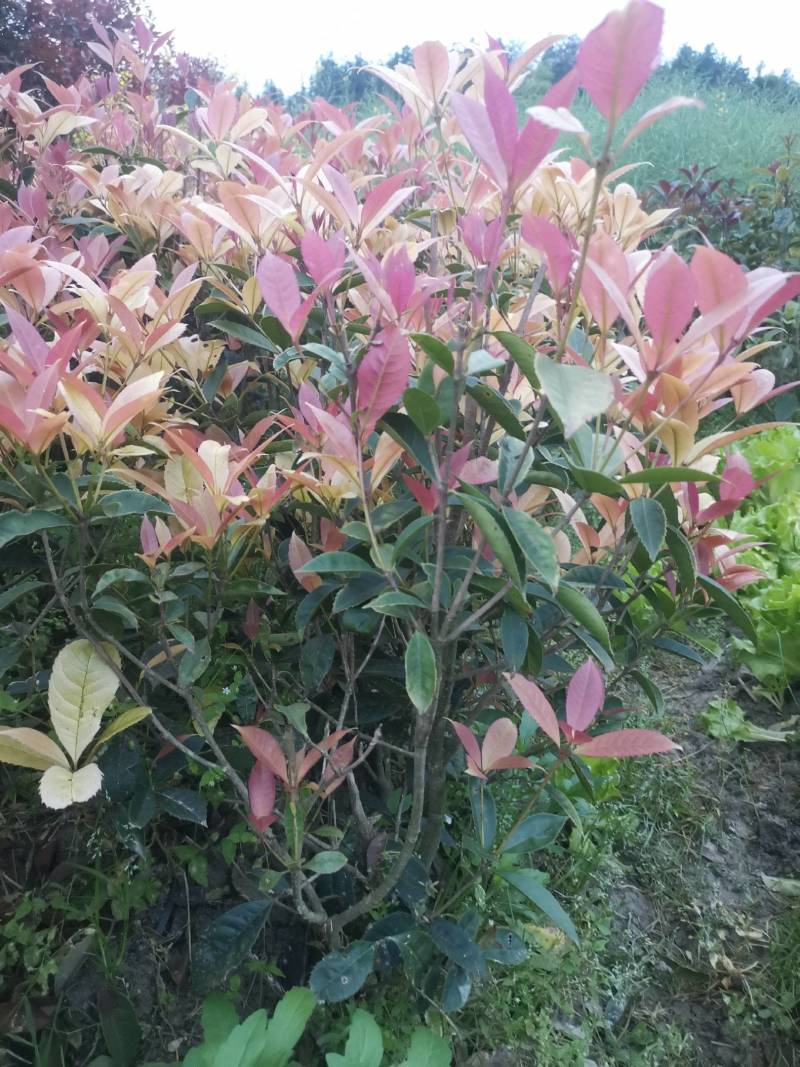 新品，珍珠彩叶桂，五彩桂，盆栽彩叶桂，