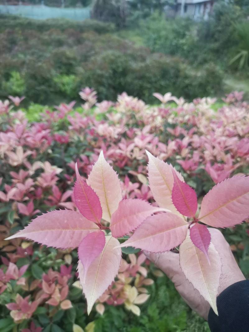 新品，珍珠彩叶桂，五彩桂，盆栽彩叶桂，