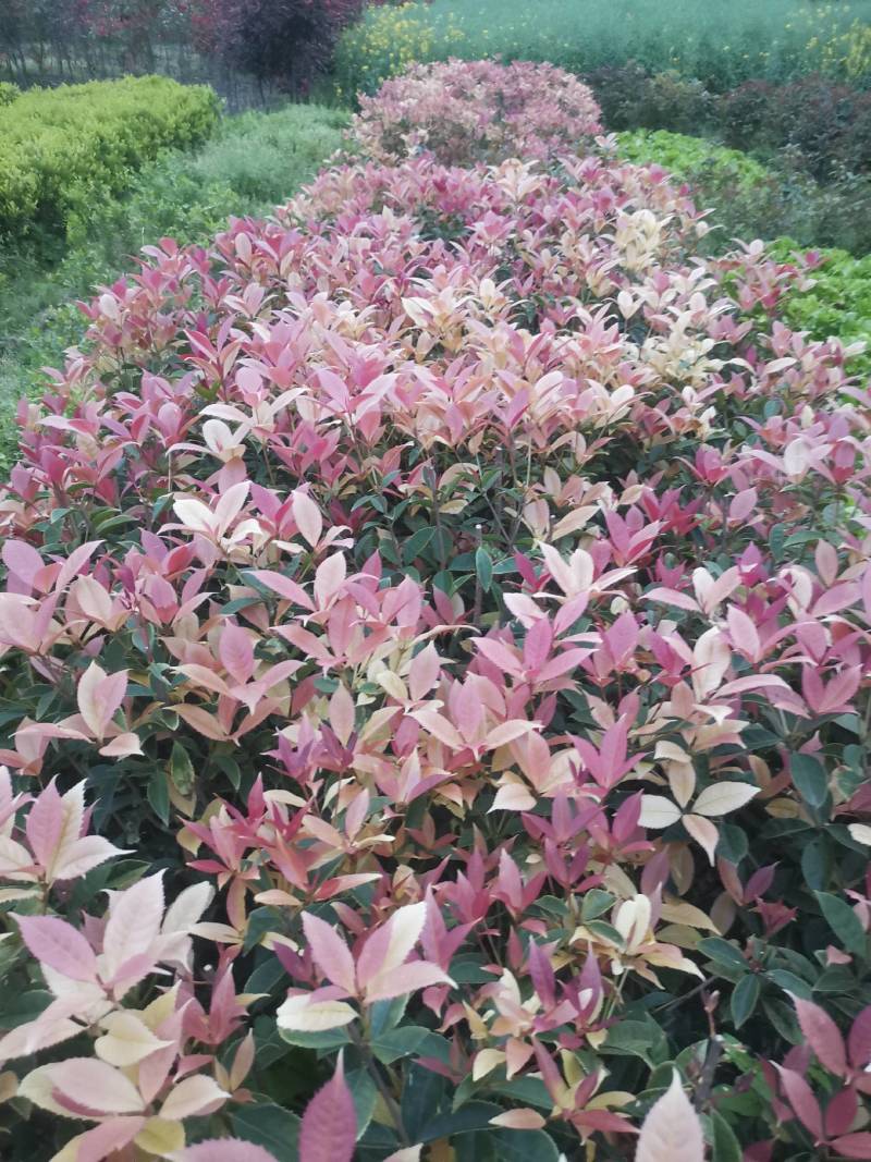 新品，珍珠彩叶桂，五彩桂，盆栽彩叶桂，