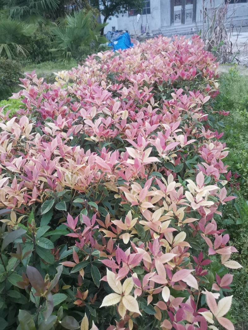 新品，珍珠彩叶桂，五彩桂，盆栽彩叶桂，