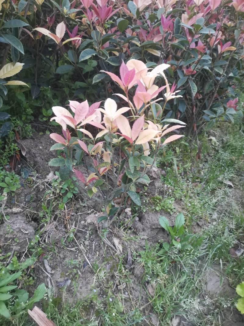 新品，珍珠彩叶桂，五彩桂，盆栽彩叶桂，