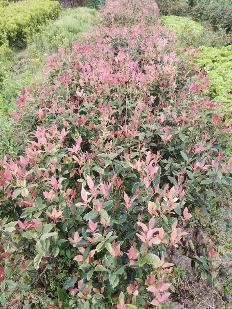 新品，珍珠彩叶桂，五彩桂，盆栽彩叶桂，