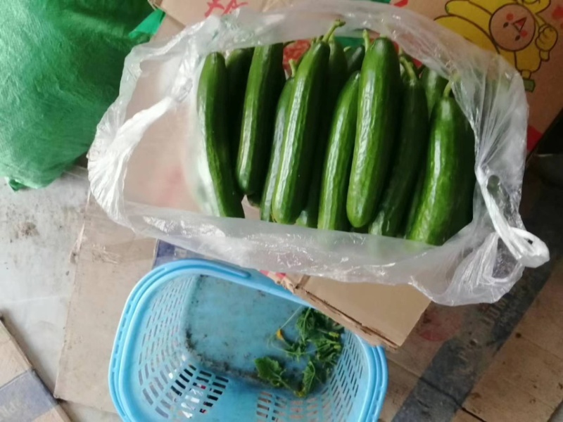 山东菏泽水果黄瓜大棚现摘现发商超市场品质发货诚信经营