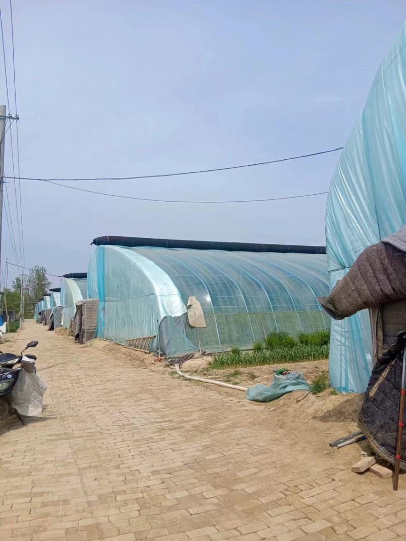 山东菏泽水果黄瓜大棚现摘现发商超市场品质发货诚信经营