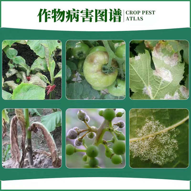 70%烯酰霜脲氰烯酰吗啉葡萄黄瓜西红柿霜霉病疫病
