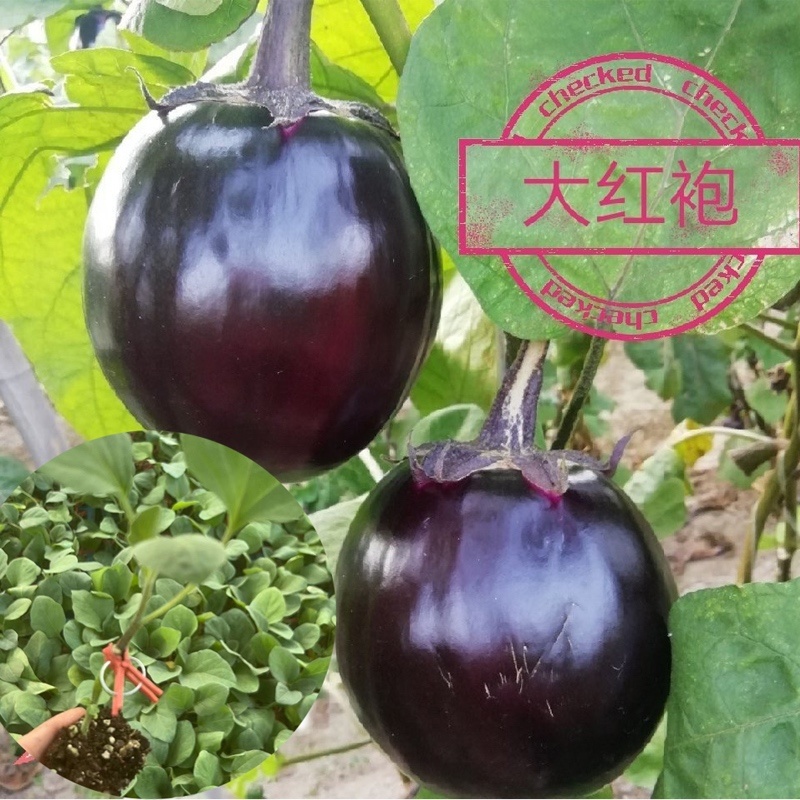 嫁接圆茄苗，黑宝圆茄，快圆，大红袍，绿瓤白瓤紫茄