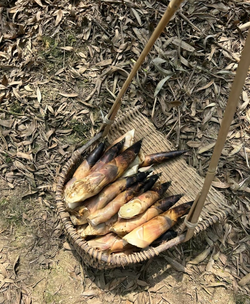 浙江衢州雷笋，竹笋大量供应，新鲜采挖，量大从优，保质保量