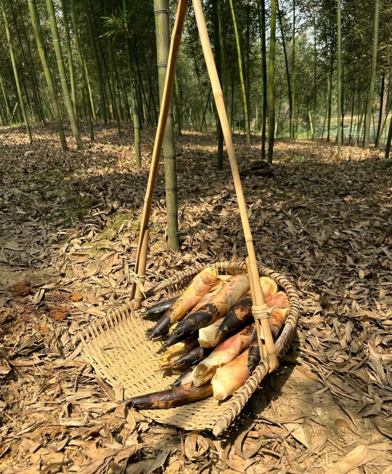 浙江衢州雷笋，竹笋大量供应，新鲜采挖，量大从优，保质保量