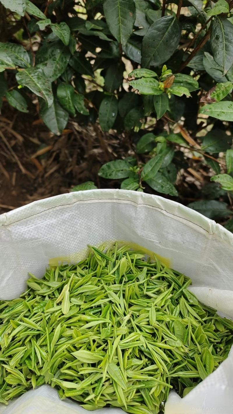 绿茶浙江高山绿茶大量上市口感醇甘甜茶香浓郁保质量