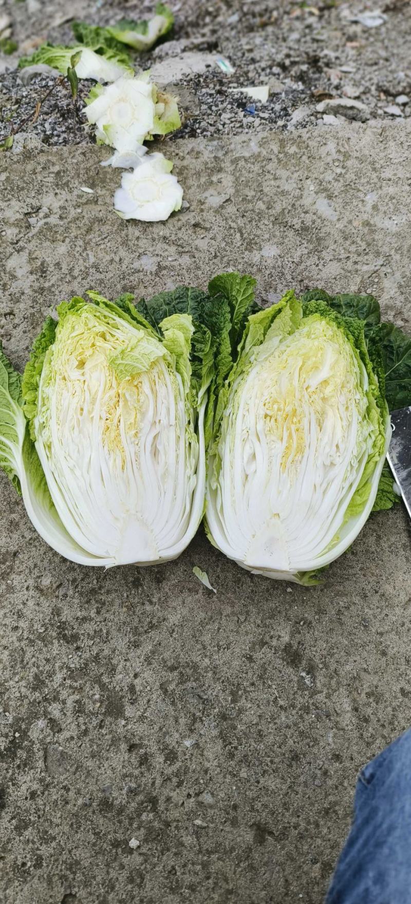 别找啦！湖北优质黄芯大白菜，产地直销超实惠