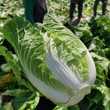 别找啦！湖北优质黄芯大白菜，产地直销超实惠