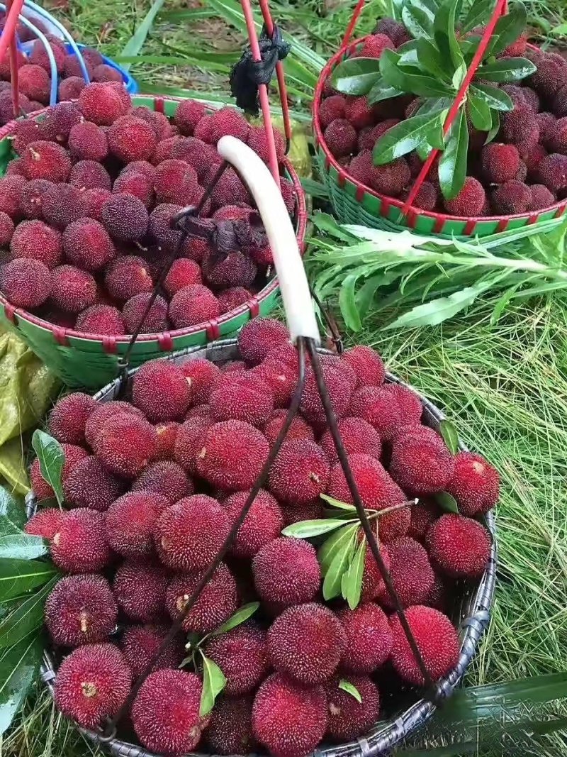 杨梅精品东魁杨梅清甜多汁核小肉厚颗粒大物美价廉