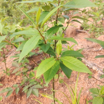 批发山苍子小苗