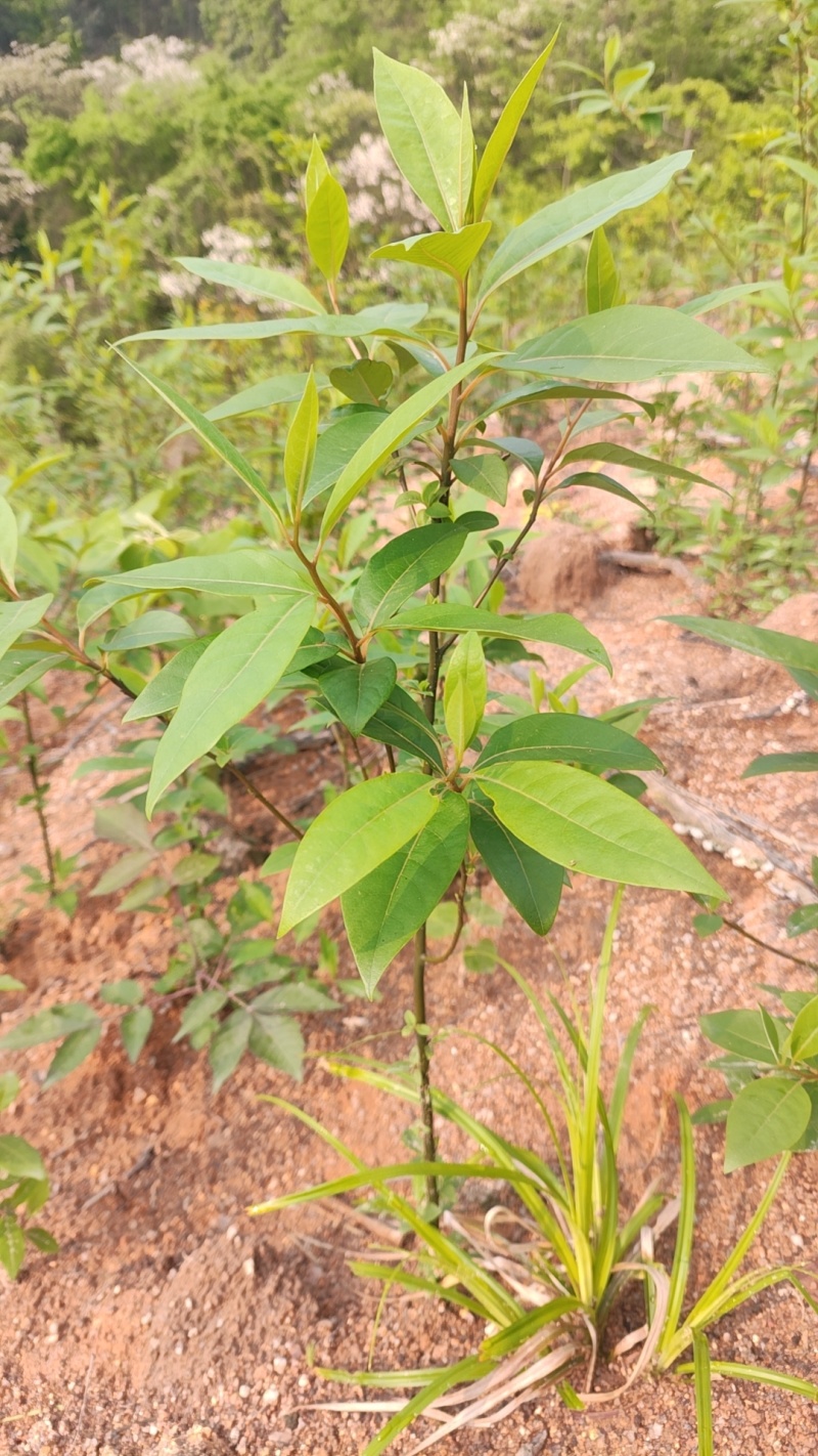 批发山苍子小苗