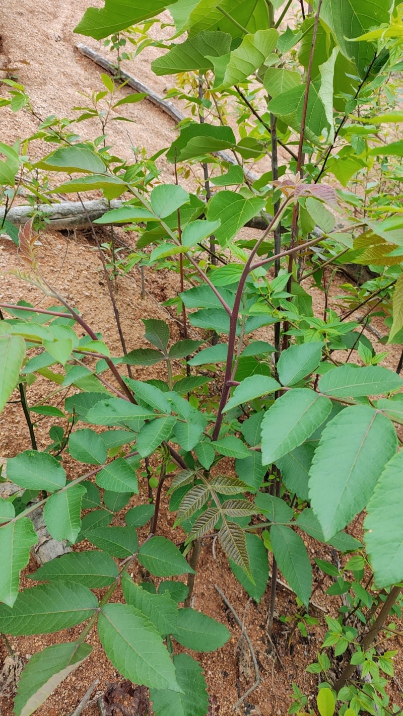 批发山苍子小苗