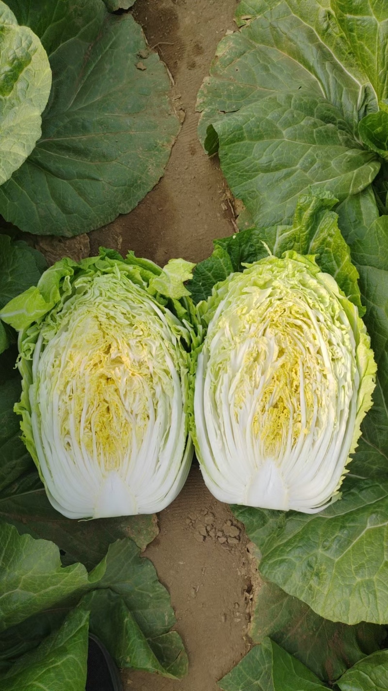 别找啦！湖北优质黄芯大白菜，产地直销超实惠