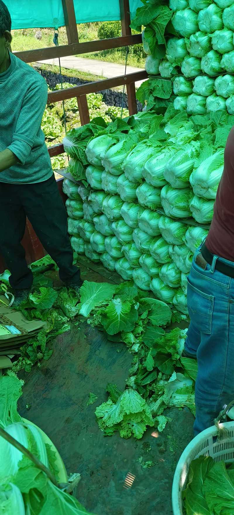 别找啦！湖北优质黄芯大白菜，产地直销超实惠