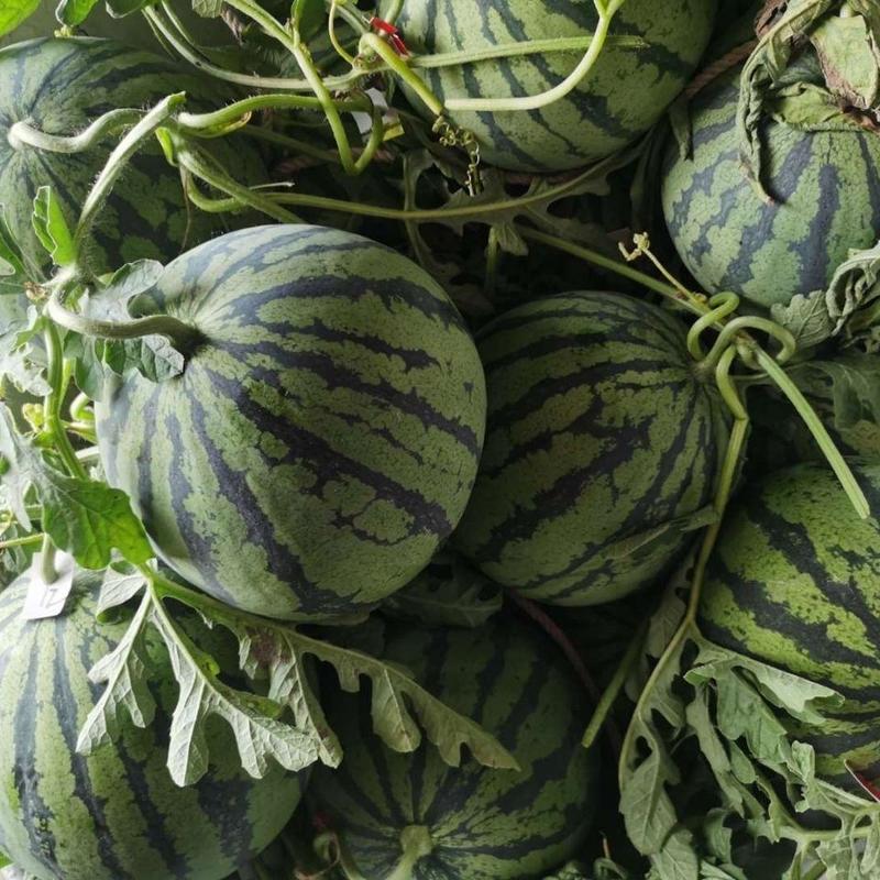西瓜美都甜王各种品种全国对接种植户大量收购欢迎电联
