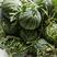 西瓜美都甜王各种品种全国对接种植户大量收购欢迎电联