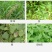 36%硝烟莠去津杂草禾本科阔叶类草玉米田苗后专用除草剂