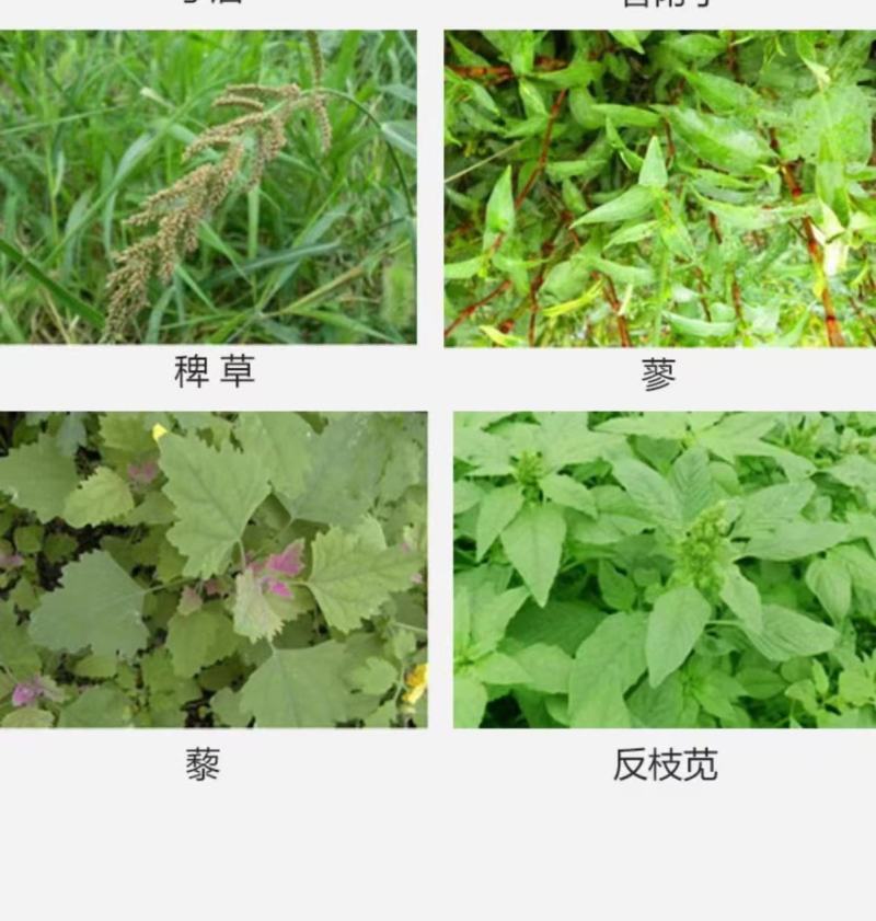 36%硝烟莠去津杂草禾本科阔叶类草玉米田苗后专用除草剂