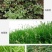 36%硝烟莠去津杂草禾本科阔叶类草玉米田苗后专用除草剂