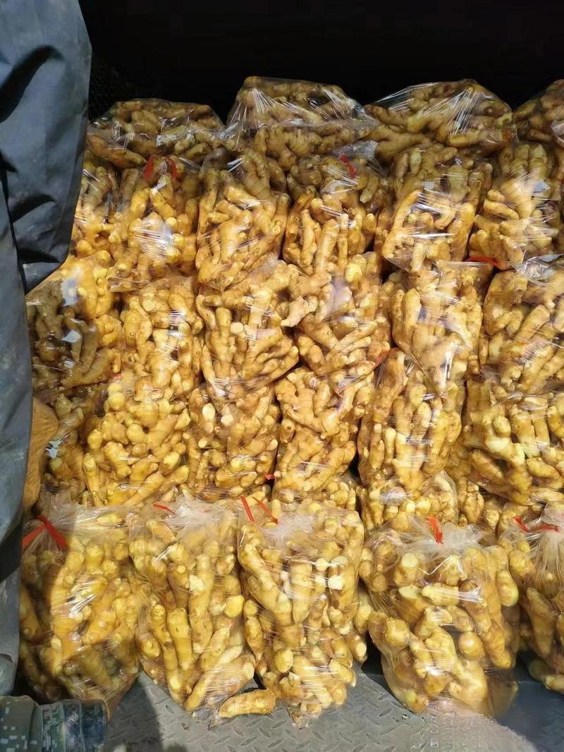 浙江生姜精品大黄姜大量上市产地直供量大从优质量保