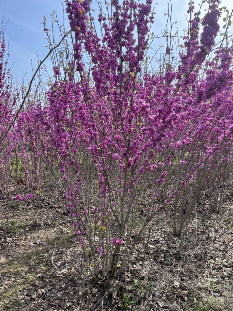丛生紫荆3一10分枝，独杆紫荊2一5公分
