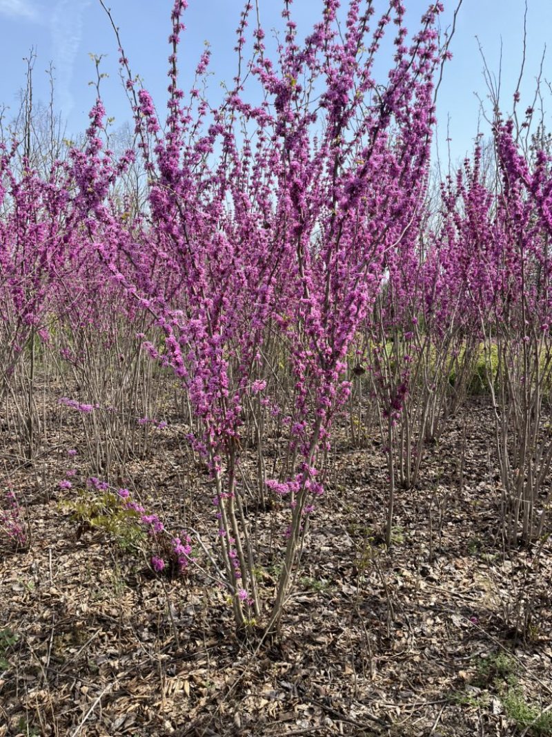 丛生紫荆3一10分枝，独杆紫荊2一5公分