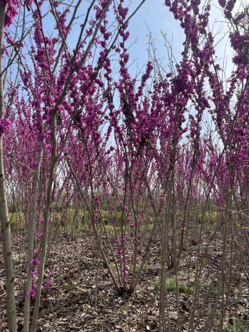 丛生紫荆3一10分枝，独杆紫荊2一5公分