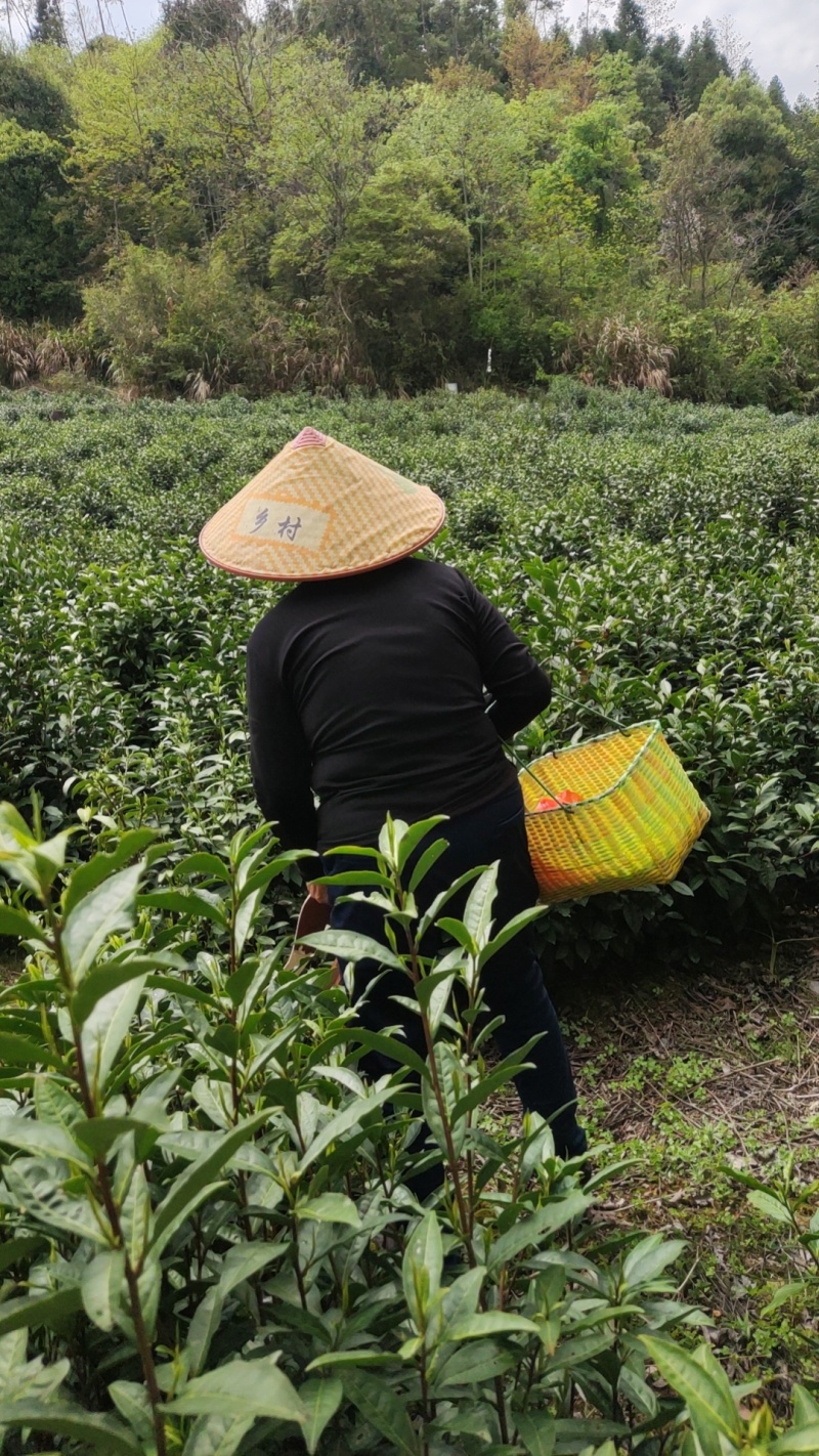 祁门绿茶