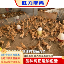 北京油鸡苗包防疫包运输包成活率货到满意付款