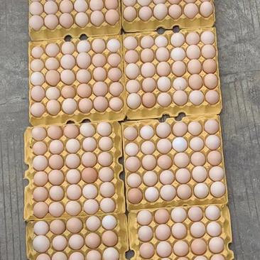 鸡蛋优质土鸡蛋鸡场直发大量供应欢迎采购电话联系