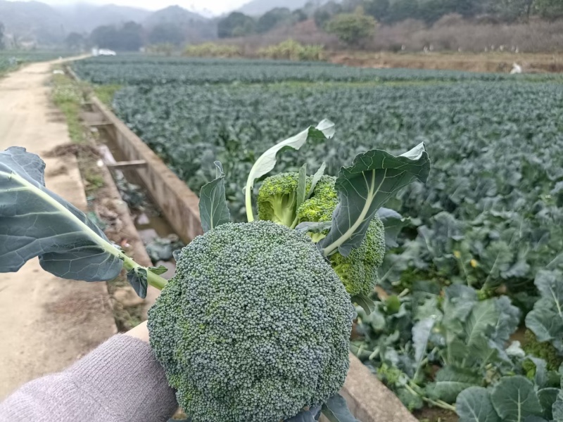 河北西蓝花自家一手货源量大从优全国接单耐储运运输按要求包