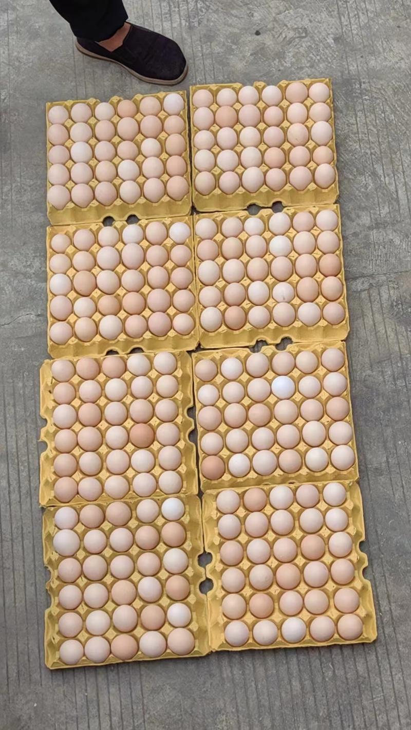鸡蛋优质土鸡蛋鸡场直发大量供应欢迎采购电话联系