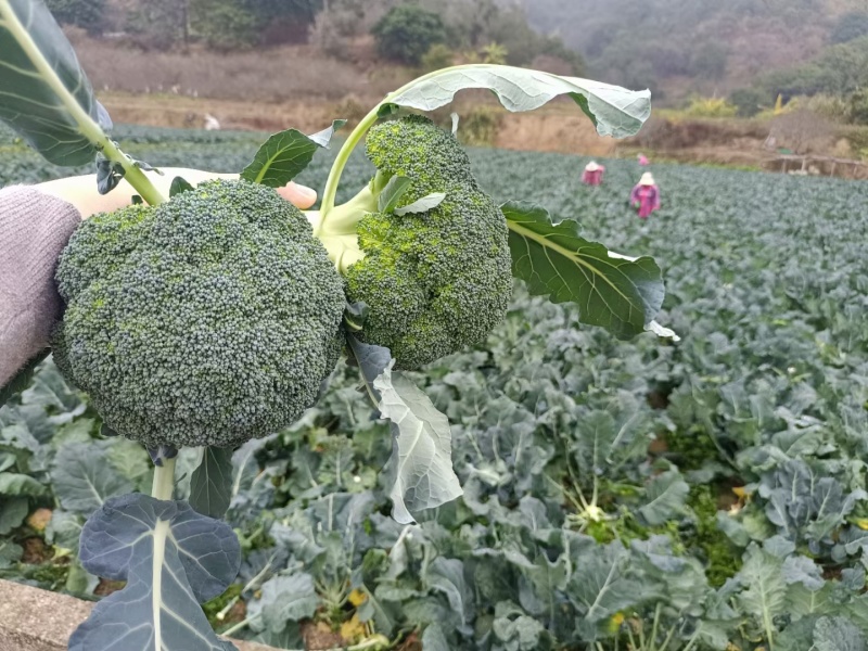 河北西蓝花自家一手货源量大从优全国接单耐储运运输按要求包