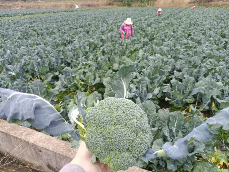 河北西蓝花自家一手货源量大从优全国接单耐储运运输按要求包