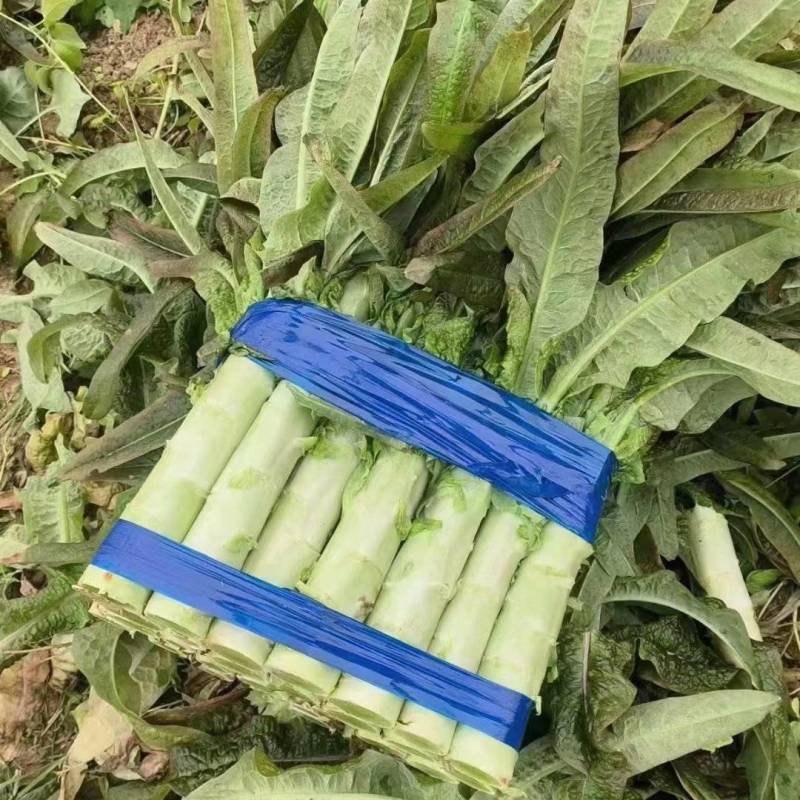 河北莴笋青叶莴笋不空心净菜毛菜都有半叶可以打捆实地看货订