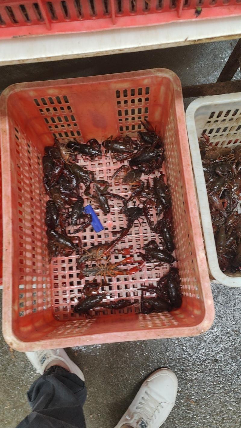 【包邮】湖北潜江小龙虾大量供货了，量大从优，各种规格齐全
