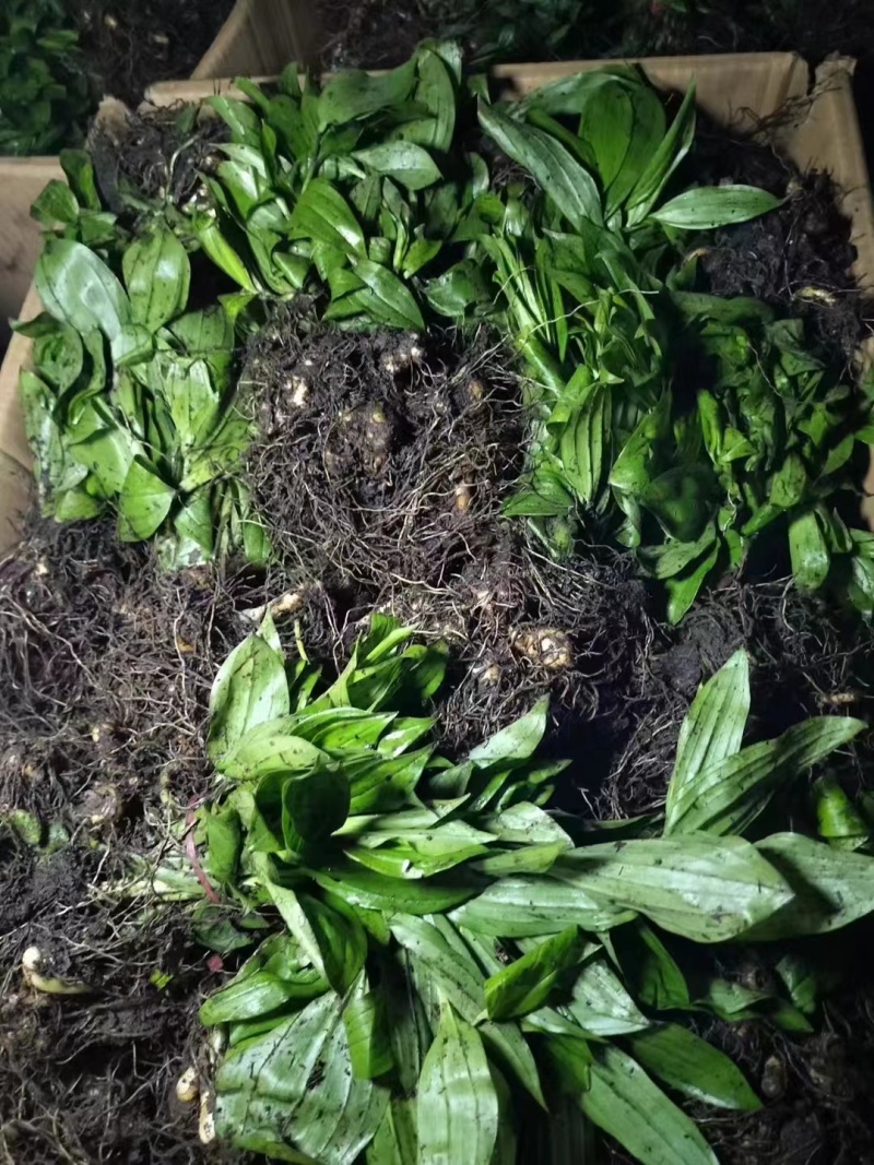 黄精黄精苗根茎保证质量欢迎大家前来咨询选购