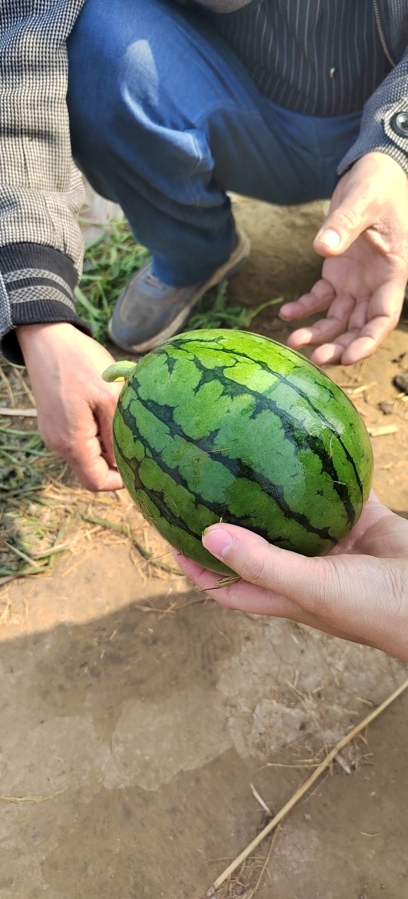 山东潍坊寒亭固堤2k小糖丸西瓜基地，货源充足