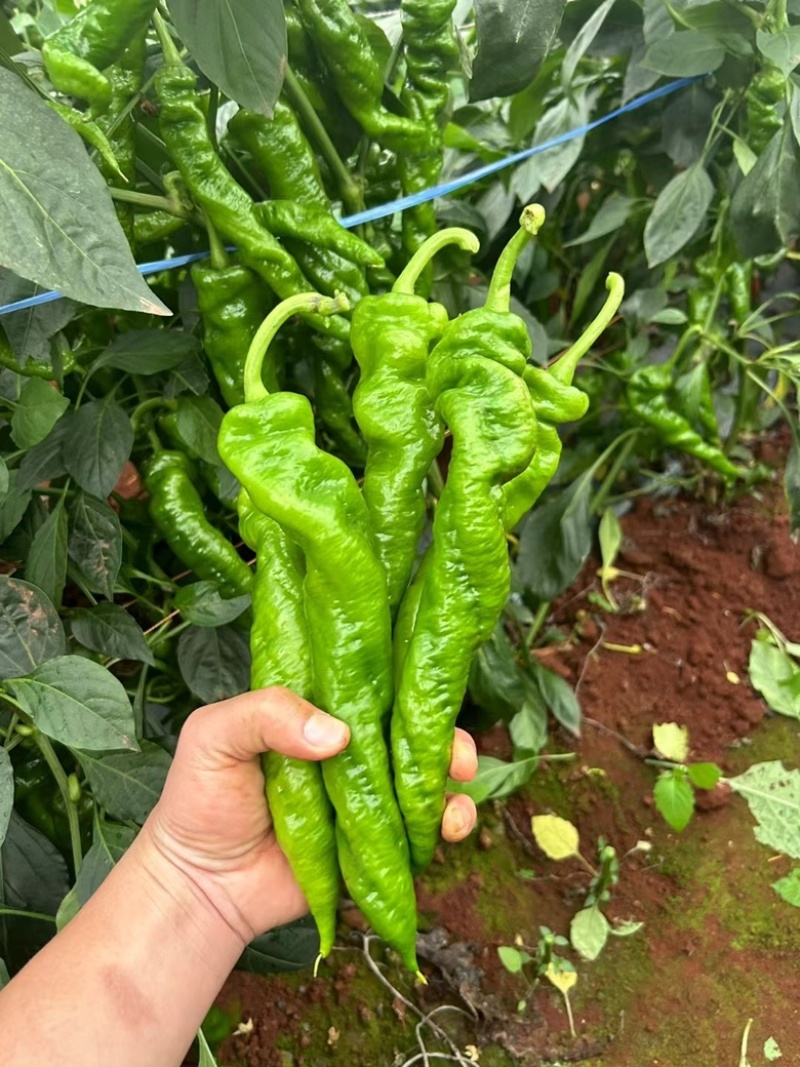 广西辣椒螺丝椒笼椒大量上市产地一手货源大量供应