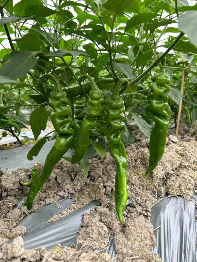 广西辣椒螺丝椒笼椒大量上市产地一手货源大量供应