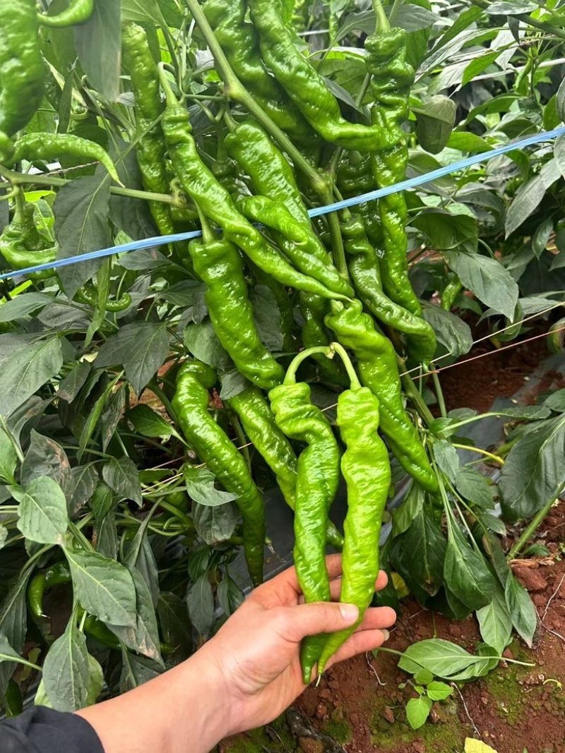 广西辣椒螺丝椒笼椒大量上市产地一手货源大量供应