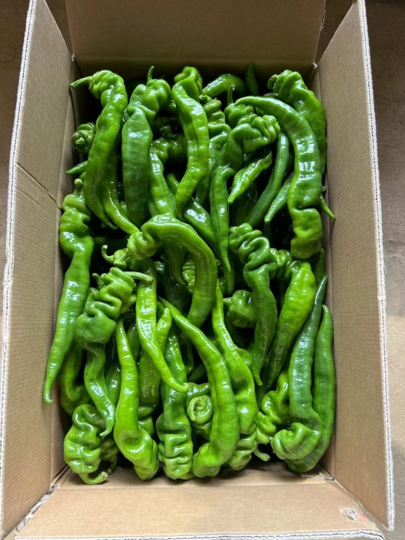 广西辣椒螺丝椒笼椒大量上市产地一手货源大量供应